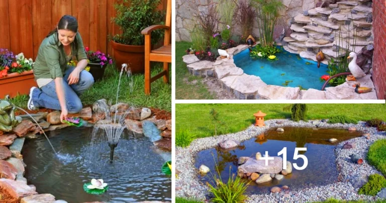 Lee más sobre el artículo Ideas para Implementar un Estanque Casero en tu Patio o Jardín
