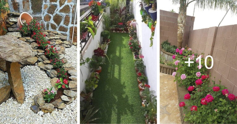 Read more about the article 13 ideas para decorar tu patio con arbustos