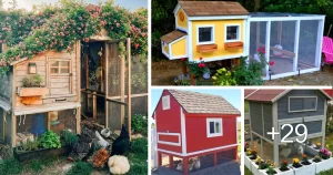 Read more about the article Ideas de Gallineros Fáciles de Construir